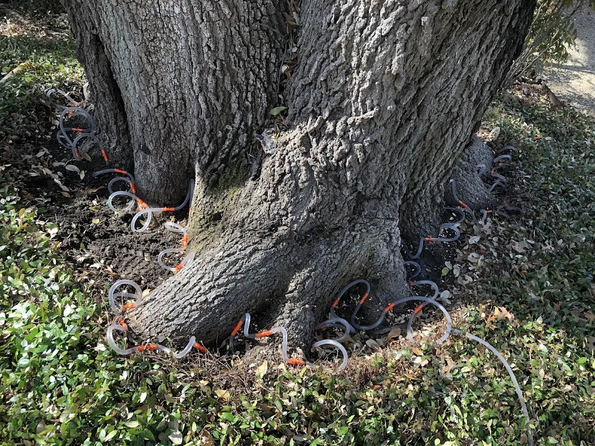 Detailed Tree Cabling and Bracing job site in Neosho Rapids